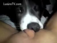 Girl films dog licking her muff